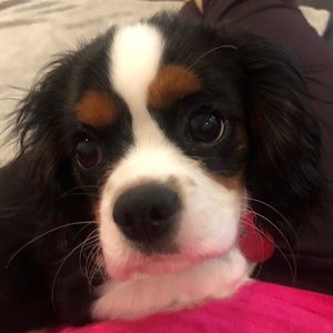 Meet your Posher, Tammy